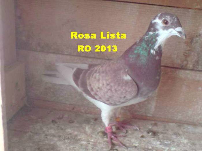 Rosa Lista RO 2013 - 6-Amintirii