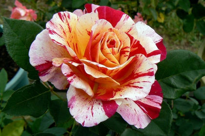 Maurice Utrillo-primit de la Floralia-multumesc! - Trandafiri - dorinte implinite