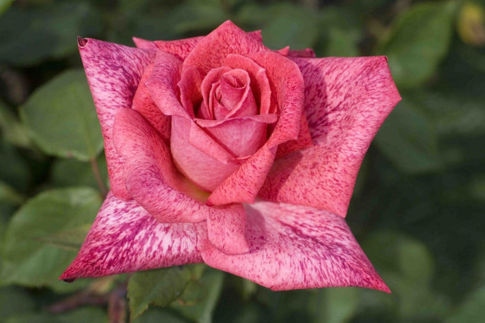 Pierre Cardin-cumparat de la rozsa-szoreg.hu - Trandafiri - dorinte implinite