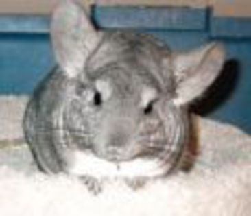 chinchilla2 - Chinchila