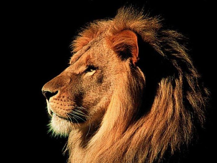 lion