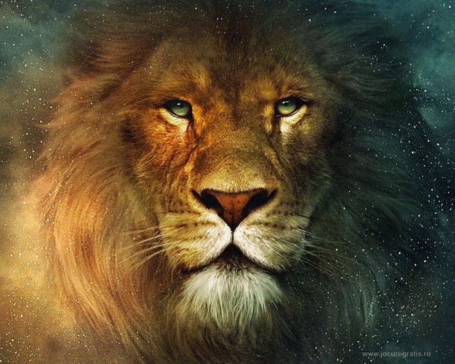lion-leu-wall-animals_1280x1024 - Lei