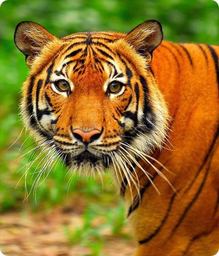 malayan_tiger - Tigri