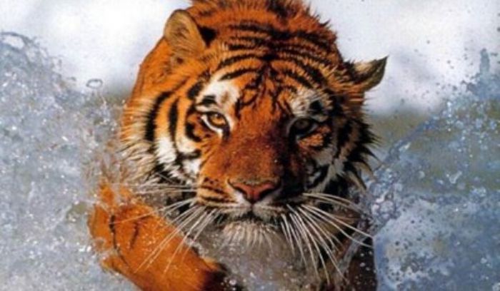tigru - Tigri