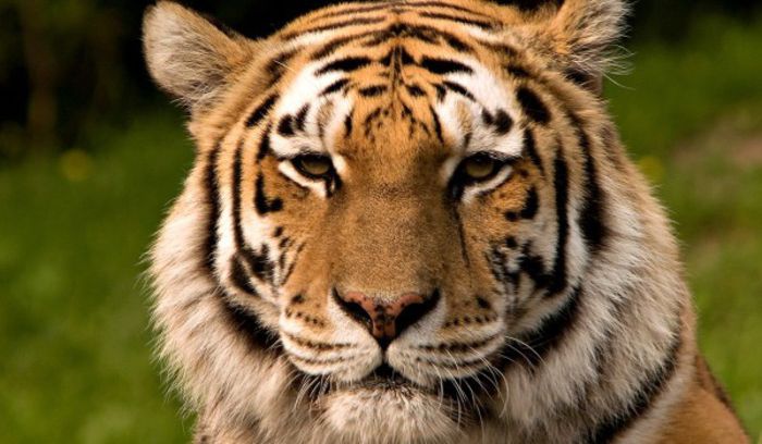 tigru-siberian - Tigri