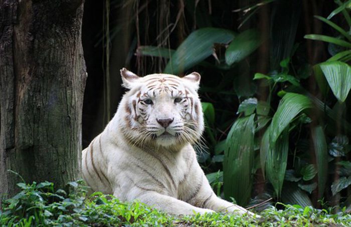 2_original - Tigri albi