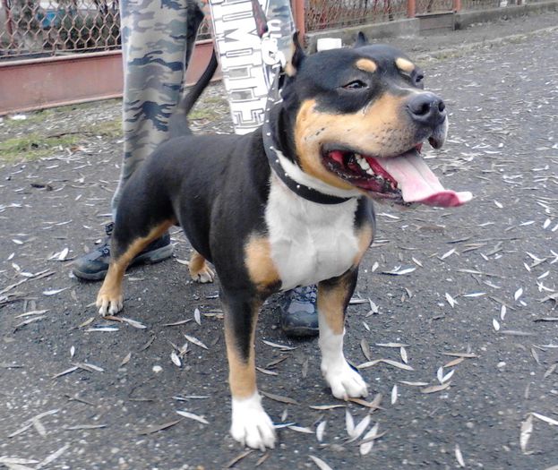 BRUTUS - PRENOTARI PUI PITBULL TRICOLOR expirat