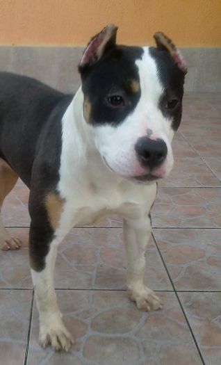 2B - PRENOTARI PUI PITBULL TRICOLOR expirat