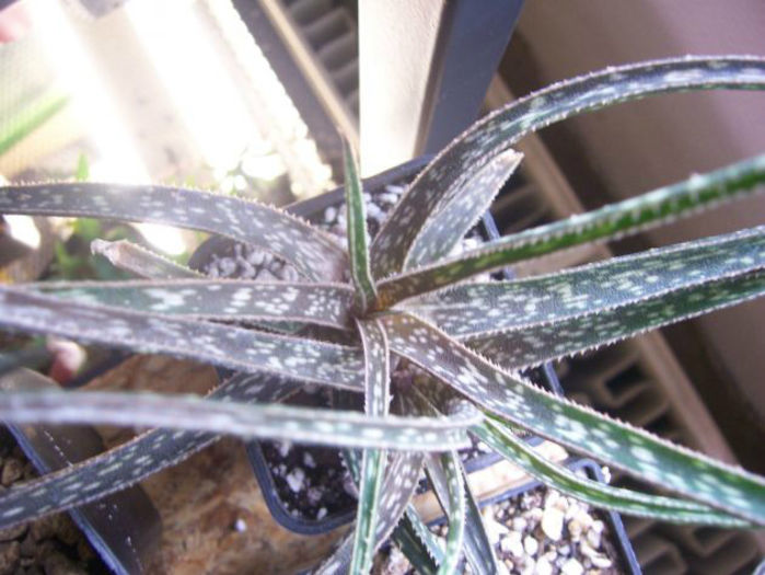 aloe bellatula - minuni ale naturii create de dumnezeu 7