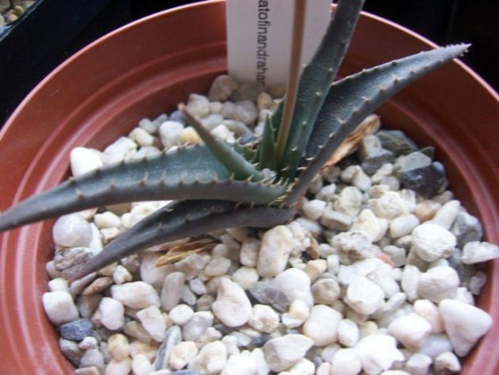 aloe calcairophila - minuni ale naturii create de dumnezeu 7