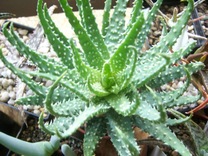 aloe humilis