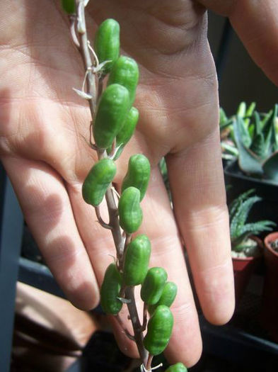 aloe somalensis - minuni ale naturii create de dumnezeu 7