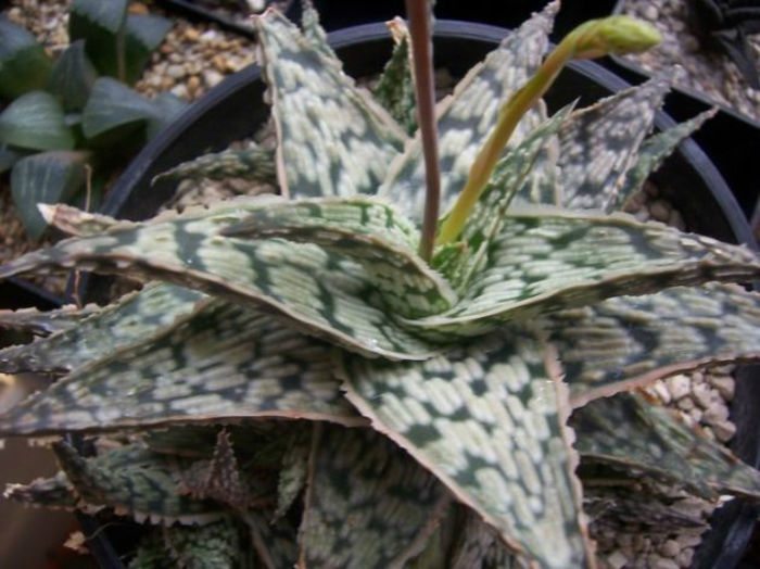 aloe sp doran black - minuni ale naturii create de dumnezeu 7