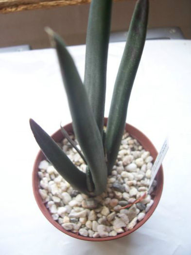aloe suzannae.