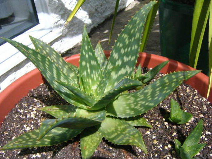 aloe__maculata_2-t1