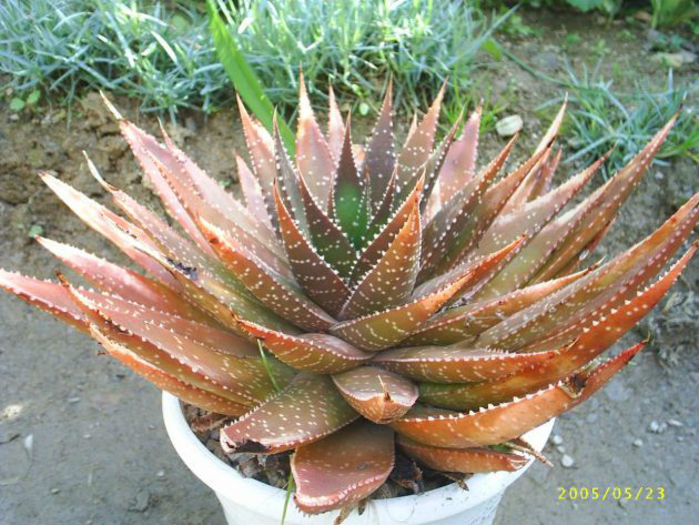 aloe_aristata_foarte_mare-t1 - minuni ale naturii create de dumnezeu 7