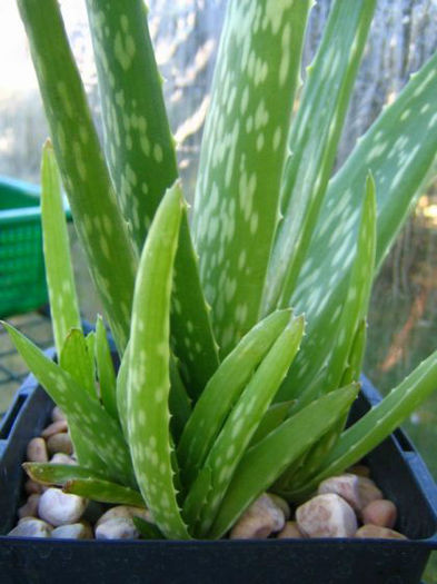 s023200502aloe_vera_v__barbadensis-t1