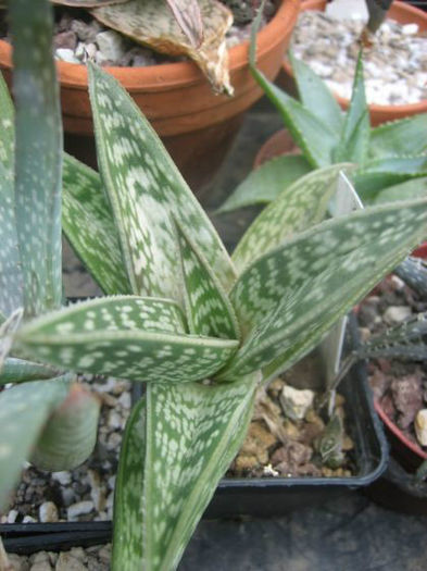 aloe  sladeniana