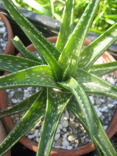 aloe  sp fire bird