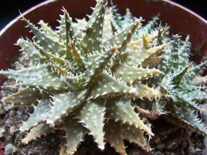 aloe descoingsii x parvula - minuni ale naturii create de dumnezeu 7