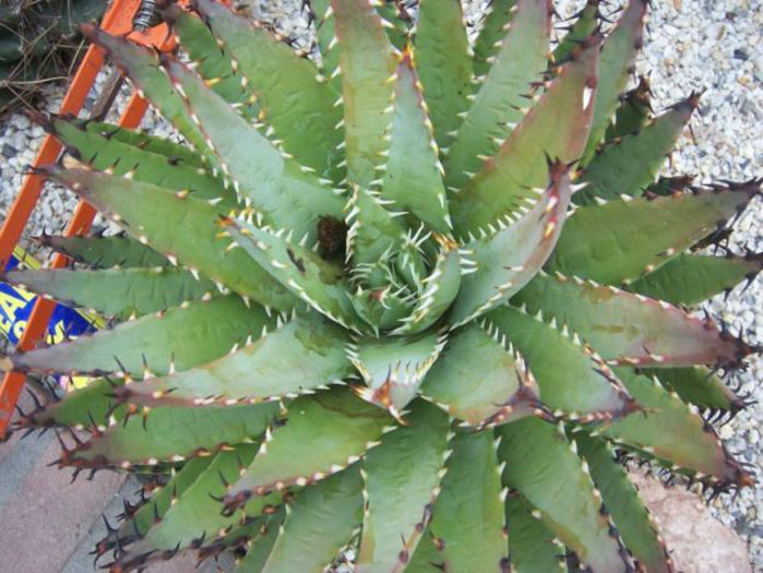 aloe melanacantha