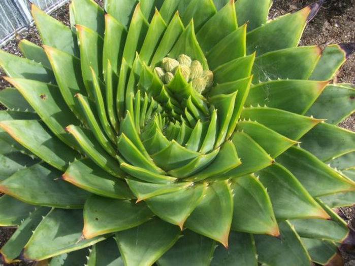 aloe polyphylla