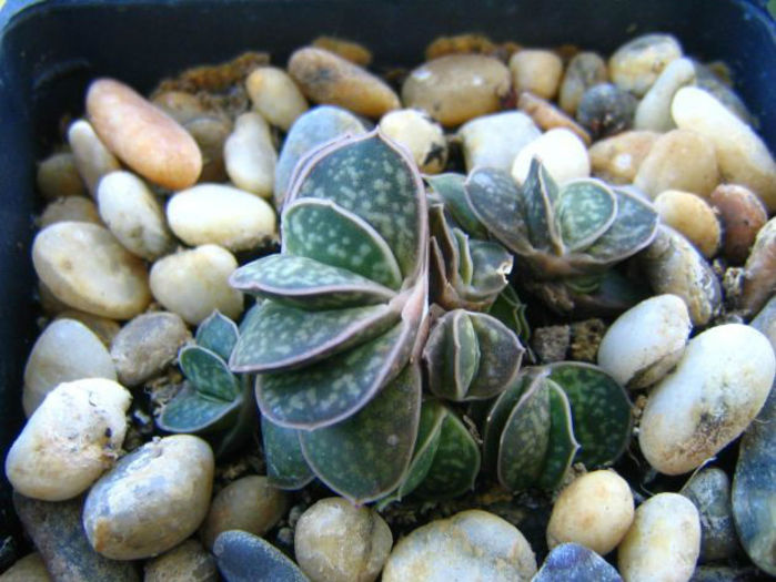 gasteria_bicolor_liliputana_1-t1