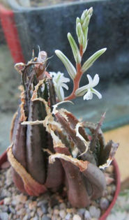 hawortia chloracantha v subglauca