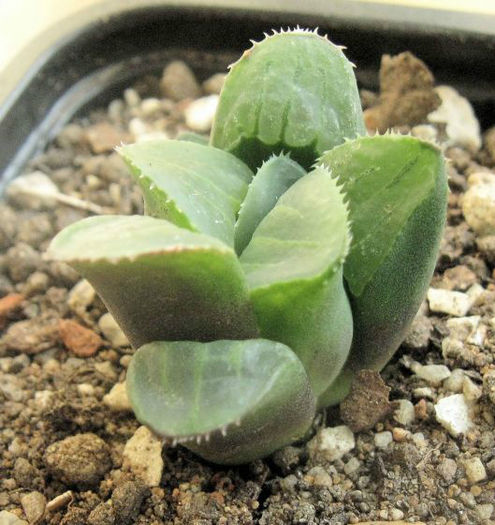 hawortia retusa