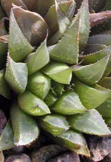 Haworthia_heidelbergensis