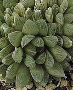 Haworthia_incurvula
