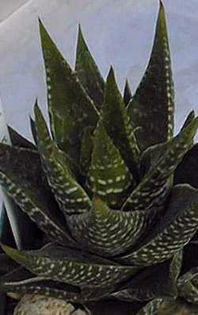 Haworthia_kingiana