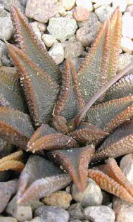 Haworthia_koelmaniorum - minuni ale naturii create de dumnezeu 7