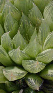 Haworthia_leightoniae