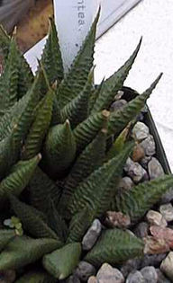 Haworthia_limifolia
