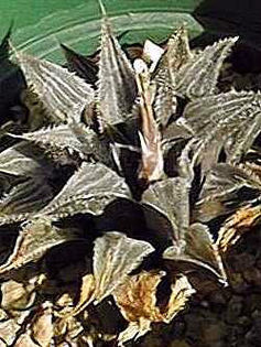 Haworthia_major