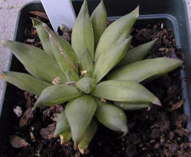 Haworthia_reddii