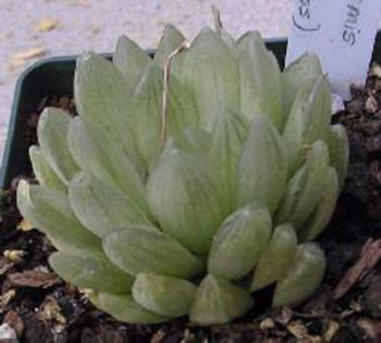 Haworthia_transiens