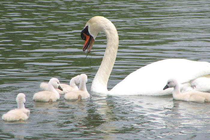 Mute Swan with cygnets 2 - 9 vanzari lebede