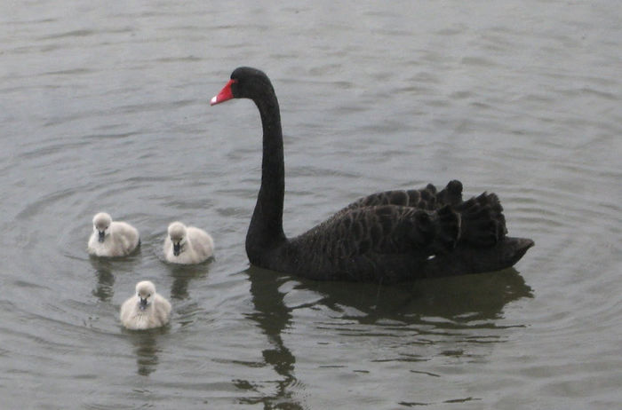 Swans and cygnets 14 - 9 vanzari lebede