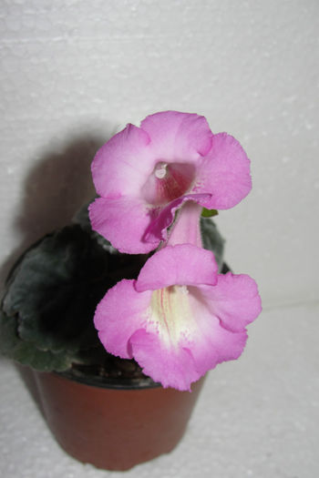HCY's Persephone - Sinningia-2