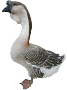 African-Goose-Cut-Out - 9 vanzari gaste