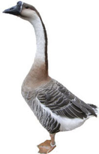 chinese-goose-cut-out-2