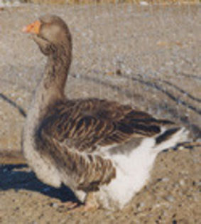 LargeDewlapToulouseTH