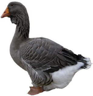 toulouse-goose-cut-out