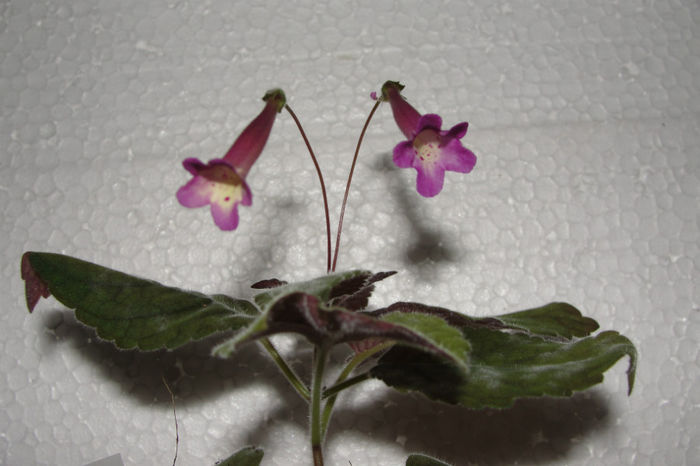 Tinkerbells - Sinningia-2