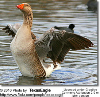 chinesebrowngoose