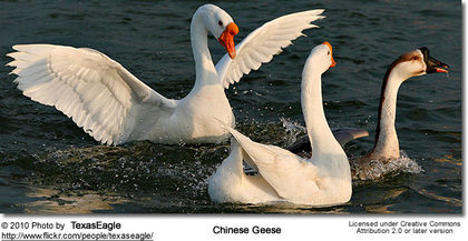 chinesegeese