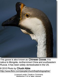 chinesegoose