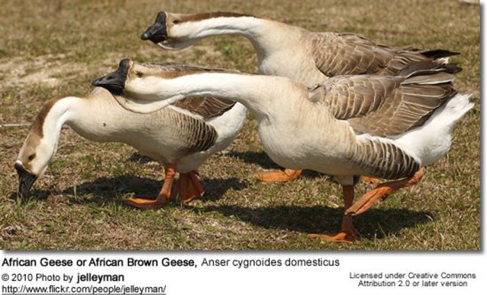 549x334xAfricanBrownGeese3.jpg.pagespeed.ic.JxvHf4gKdF